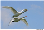 Mute-Swan-flight-3